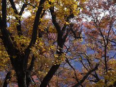 -少华山国家森林公园