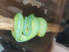 -上海大自然野生昆虫馆(东方明珠·爬宠昆虫探索中心)