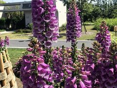 -上海植物园-4号门售票处