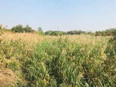 -广东花都湖国家湿地公园