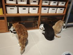 -半岛宠物医院24小时(白果林店)