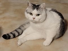 -佳雯宠物医院(四明中路分院)