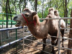 -长白岛森林公园