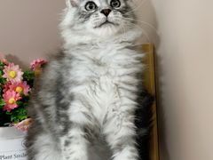 -小猫来了·猫舍(红山六九七九店)