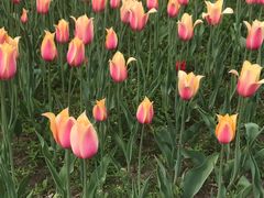 -长春公园(普阳街道)