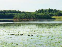 -丁香湖公园