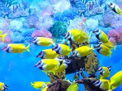 -海合安成都极地海洋公园