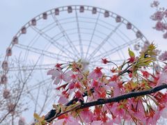 -顾村公园