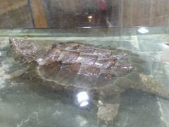 android_upload_pic-上海大自然野生昆虫馆