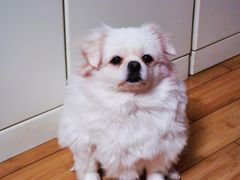 -暖阳宠物医院·犬猫康复中心·骨科