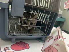 -伟伟宠物医院·瑞派猫友好医院·猫科(光谷店)