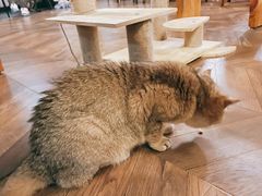 -蓝鲸·缅因猫舍