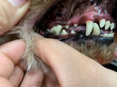 -宠福鑫康馨动物医院·骨科·眼科