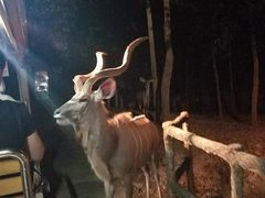 -清迈夜间动物园