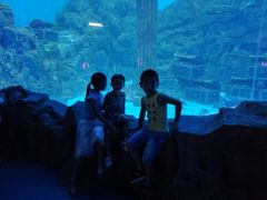 -芜湖新华联大白鲸海洋公园