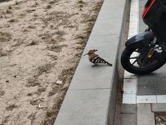 -老梦面包CHEZMOREL(麦子店)