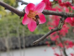 -重庆园博园