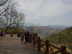 -桑洲油菜花景区