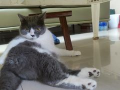 -东莞宠友24H宠物中心医院·转诊夜诊·异宠(新河北路院)