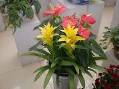 花展-西安世博园