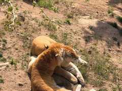 -西霞口神雕山野生动物世界