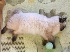 -猫的茶·猫咖