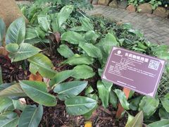 -广西壮族自治区药用植物园