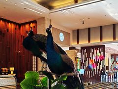 -西双版纳融创皇冠假日度假酒店