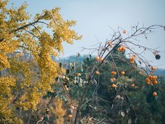 -遵化市禅林寺古银杏风景园