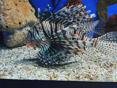 -洛阳龙门海洋馆