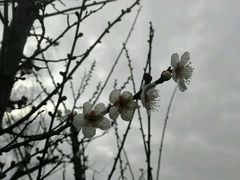 -香雪海