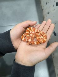 -Moni星球萌宠·小马宝莉·灵蛇·高端高阶全萌宠互动体验俱乐部(红豆国际广场店)