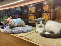 -米乐乖乖猫咪咖啡馆·猫咖(深圳湾后海汇店)