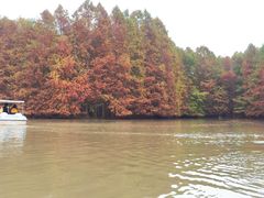 -上海海湾国家森林公园