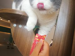 -飞行喵MR PILOT|猫舍·猫咖(静安大融城店)
