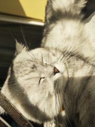 -众刺纹画·纹身·穿孔饰品·海娜定制