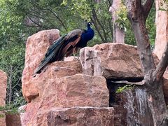 -上海动物园(地铁站)