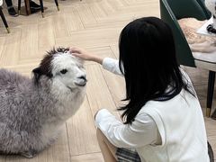 -安格丽娜·狗咖·猫咖羊驼咖(春熙路百盛商场店)