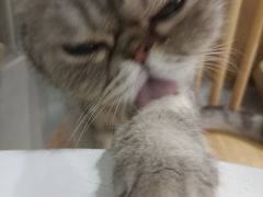 -楼上猫咖(罗湖店)