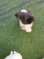 -萌宠亲子动物乐园(槐房万达店)