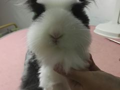 -1013 PET SHOP精品宠物商店(丁香店)