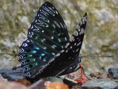 -西岭雪山大飞水景区
