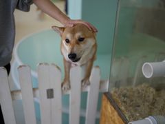 -怪兽屋·羊驼·猫咖·狗咖(俊华广场店)