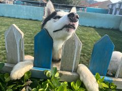 -趣玩宠物乐园寄养训犬训狗游泳池