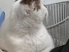 -御宝贝·A梦猫科宠物医院(国际猫友好医院)