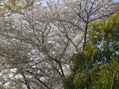-嘉定紫藤园