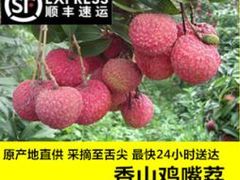 香山鸡嘴荔枝-香山鸡嘴荔枝