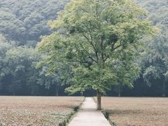 -云栖竹径