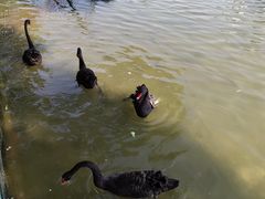 -五缘湾湿地公园