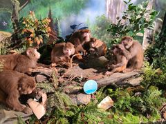 -湖南省地质博物馆